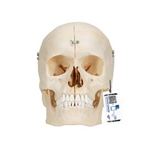 3B Scientific A281 Bonelike Cranio, Cranio Osseo, in 6 Parti + softwar